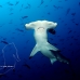 shark_hammerhead_scalloped_ci_h_120301_cr.jpg